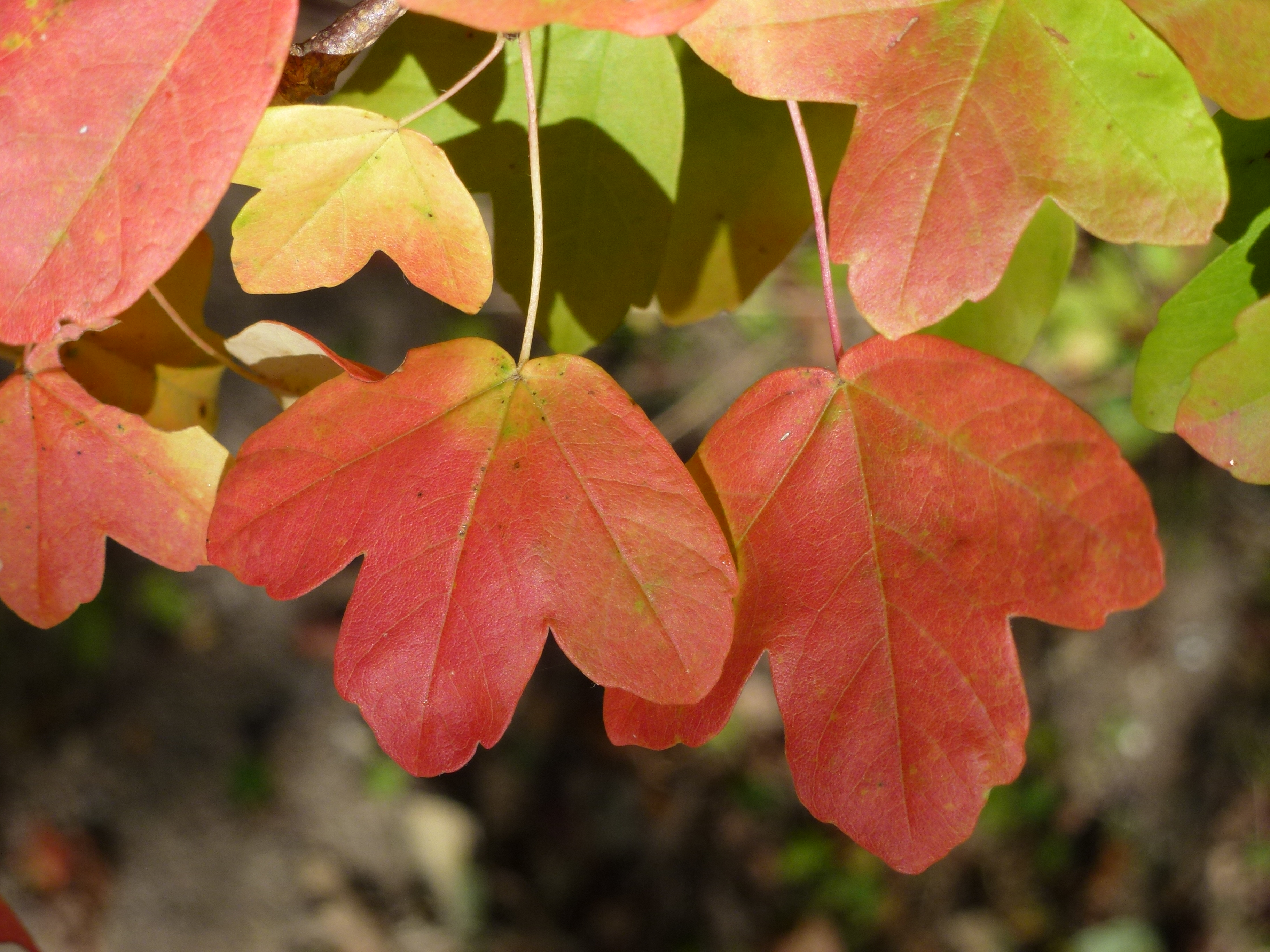 rote Herbstfärbung des französischen Ahorns