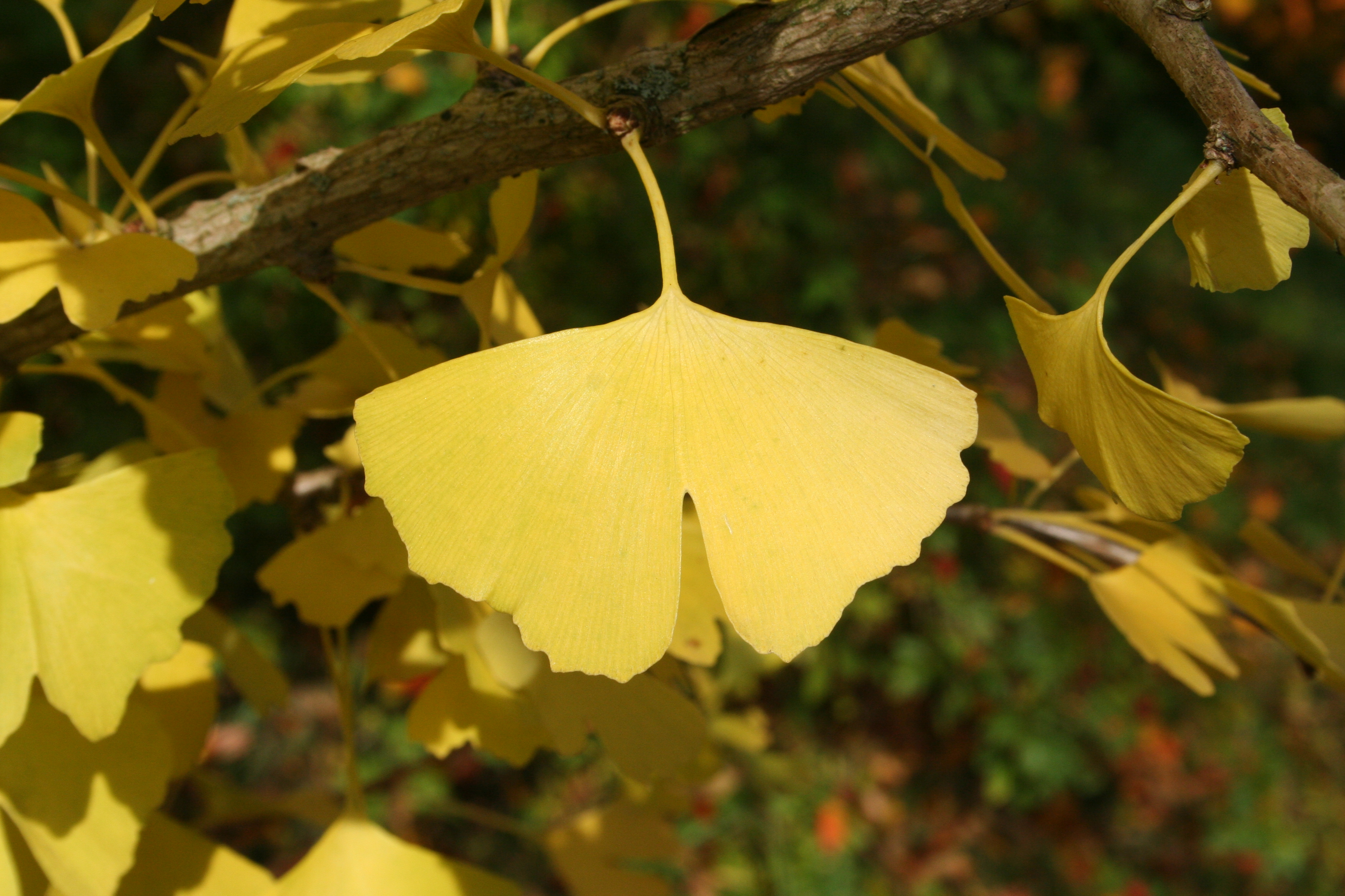 gelbe Herbstfärbung des Ginkos