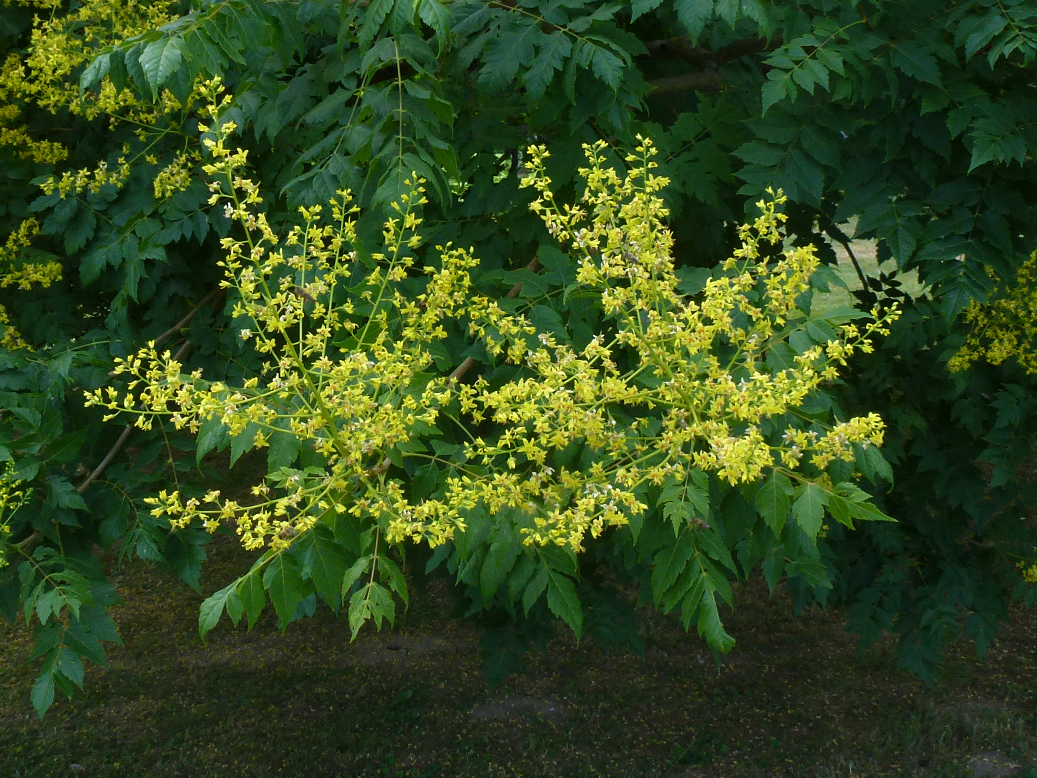 Blasenesche Blütenstände (gelb)