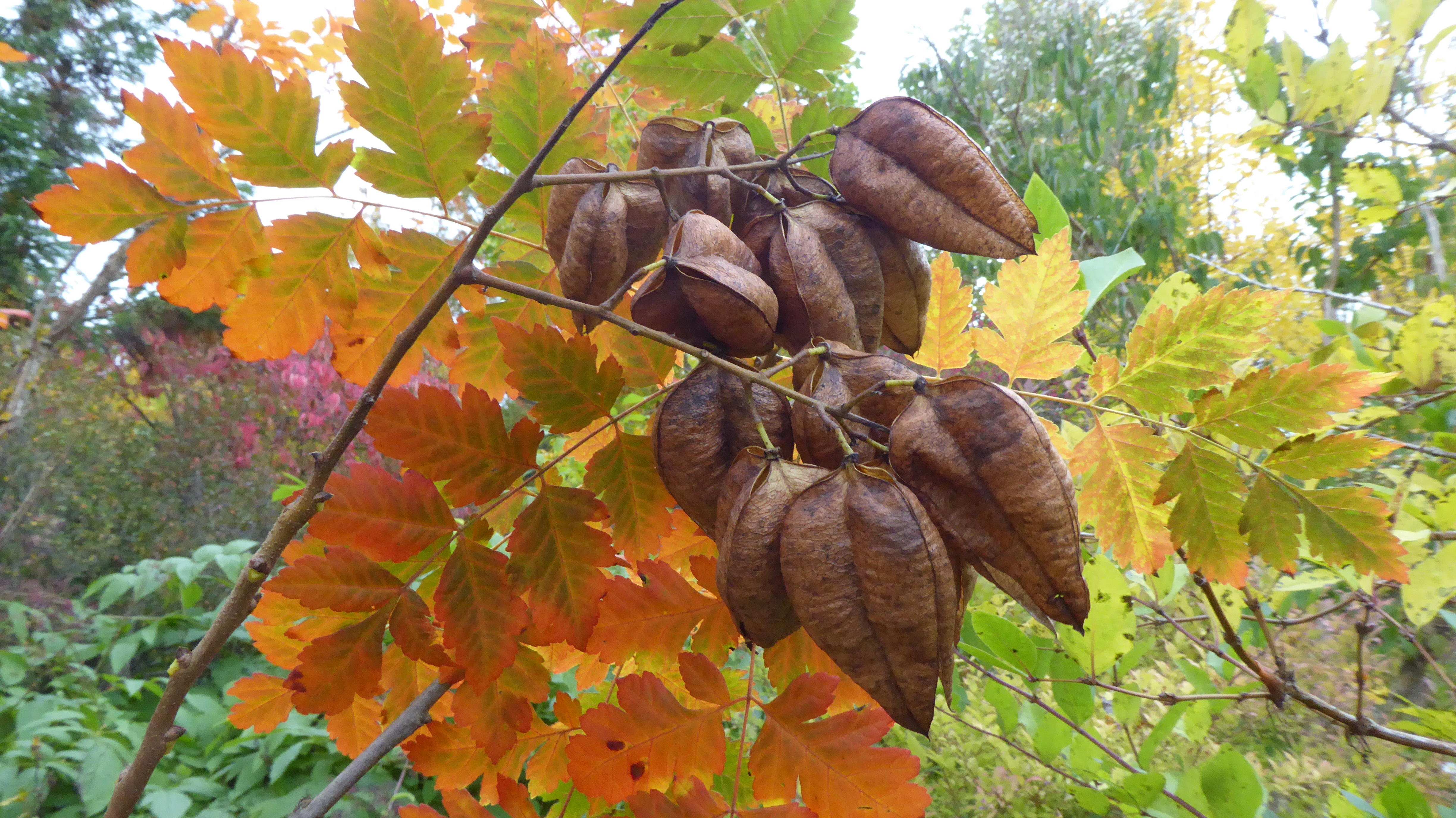 Blasenesche in Herbstfarben (rot-bräunlich)