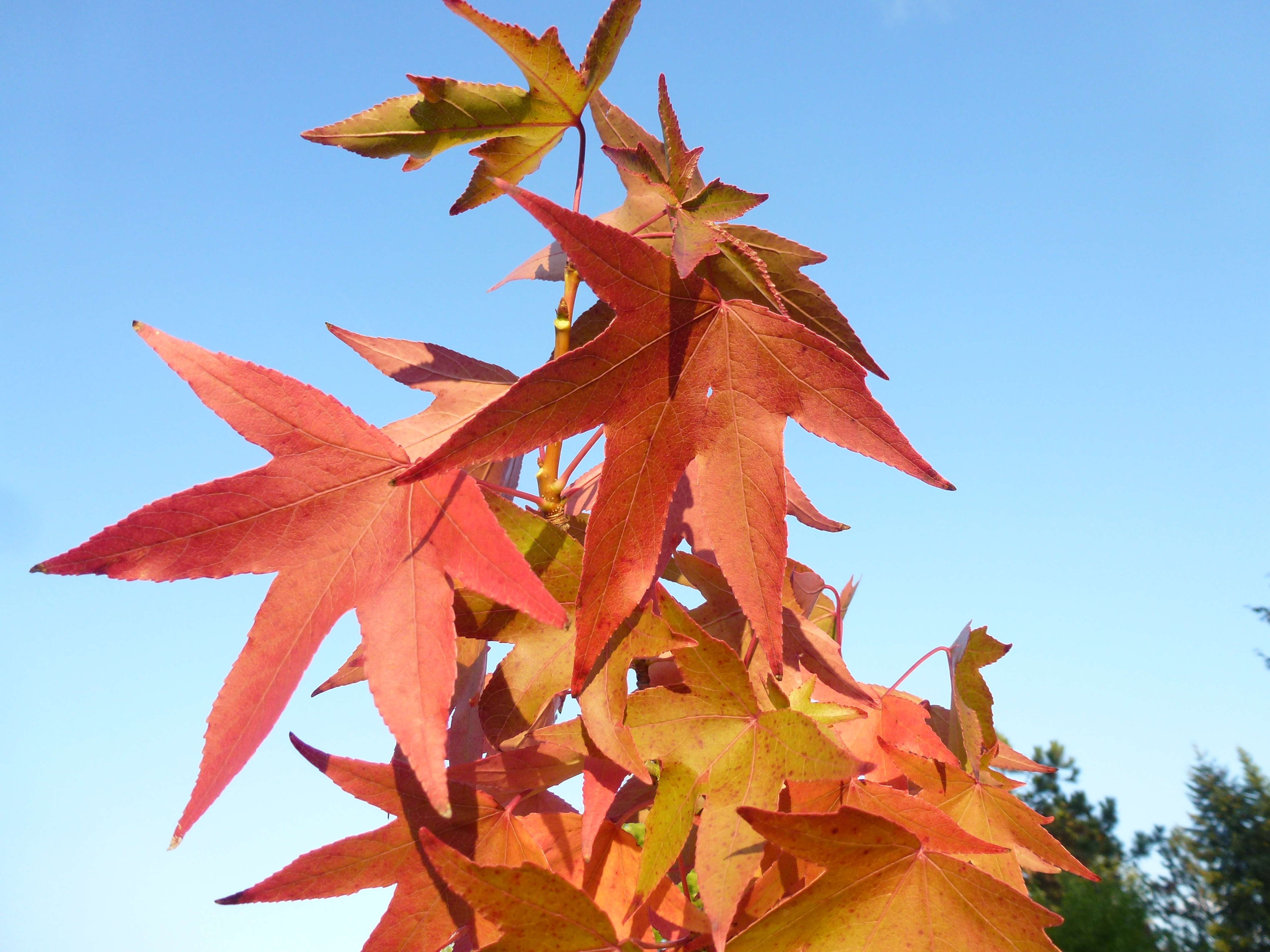 Liquidambar styraciflua in roter Herbstfärbung