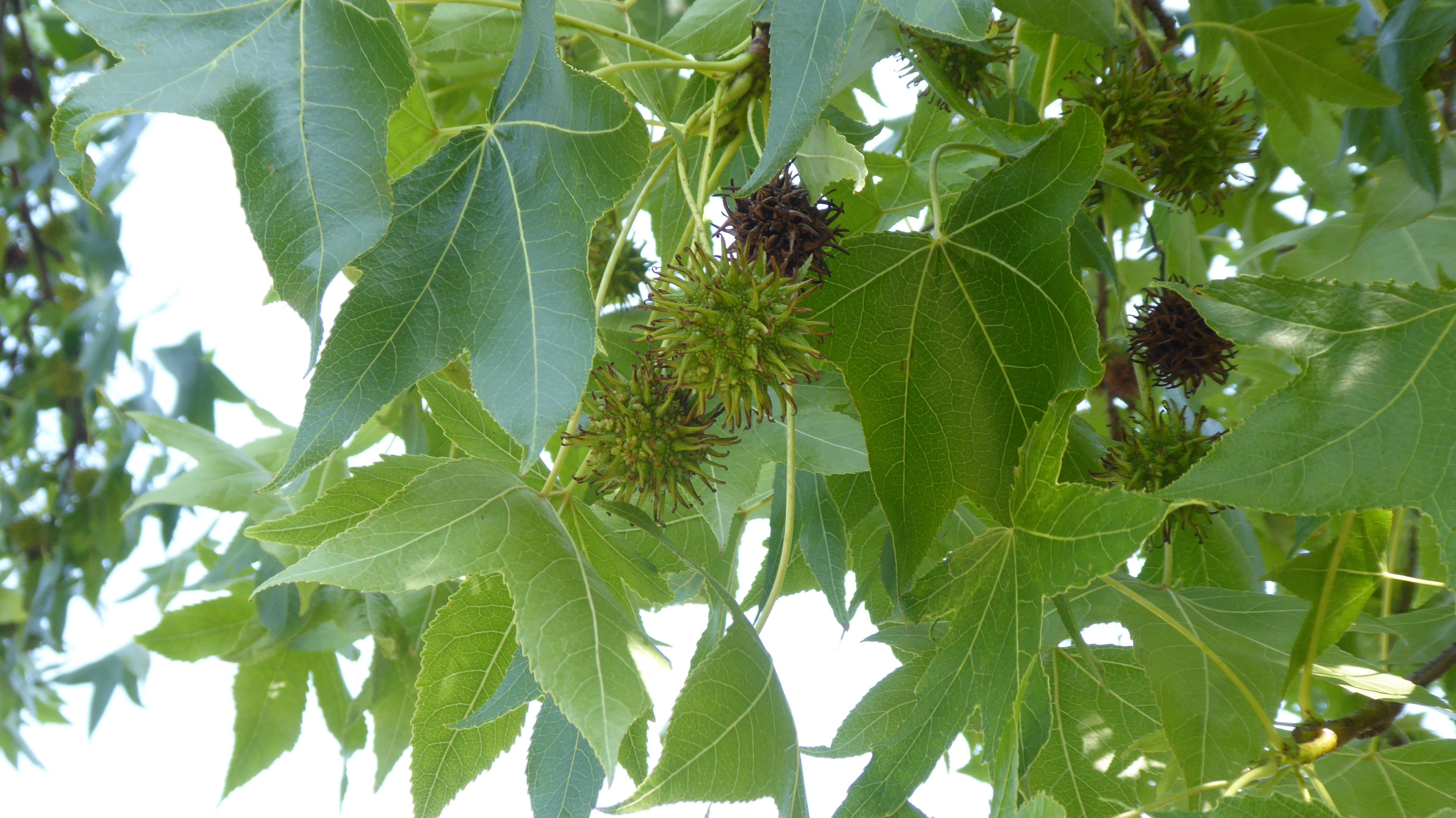 Liquidambar styraciflua mit Fruchtständen (grün)