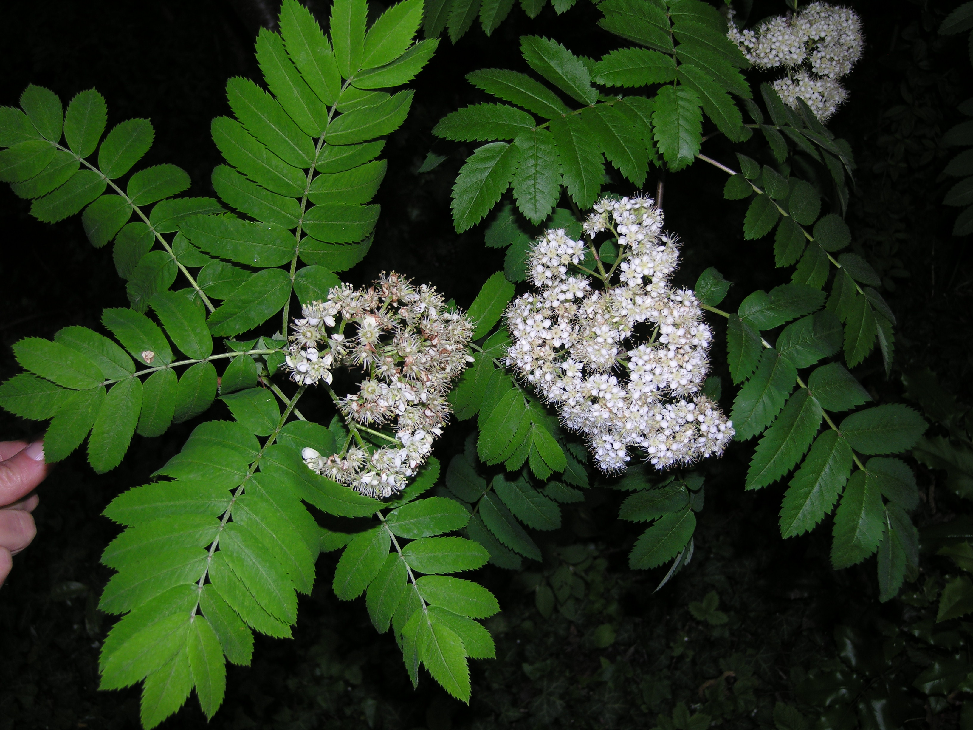 Blätter und Blüten des Speierlings