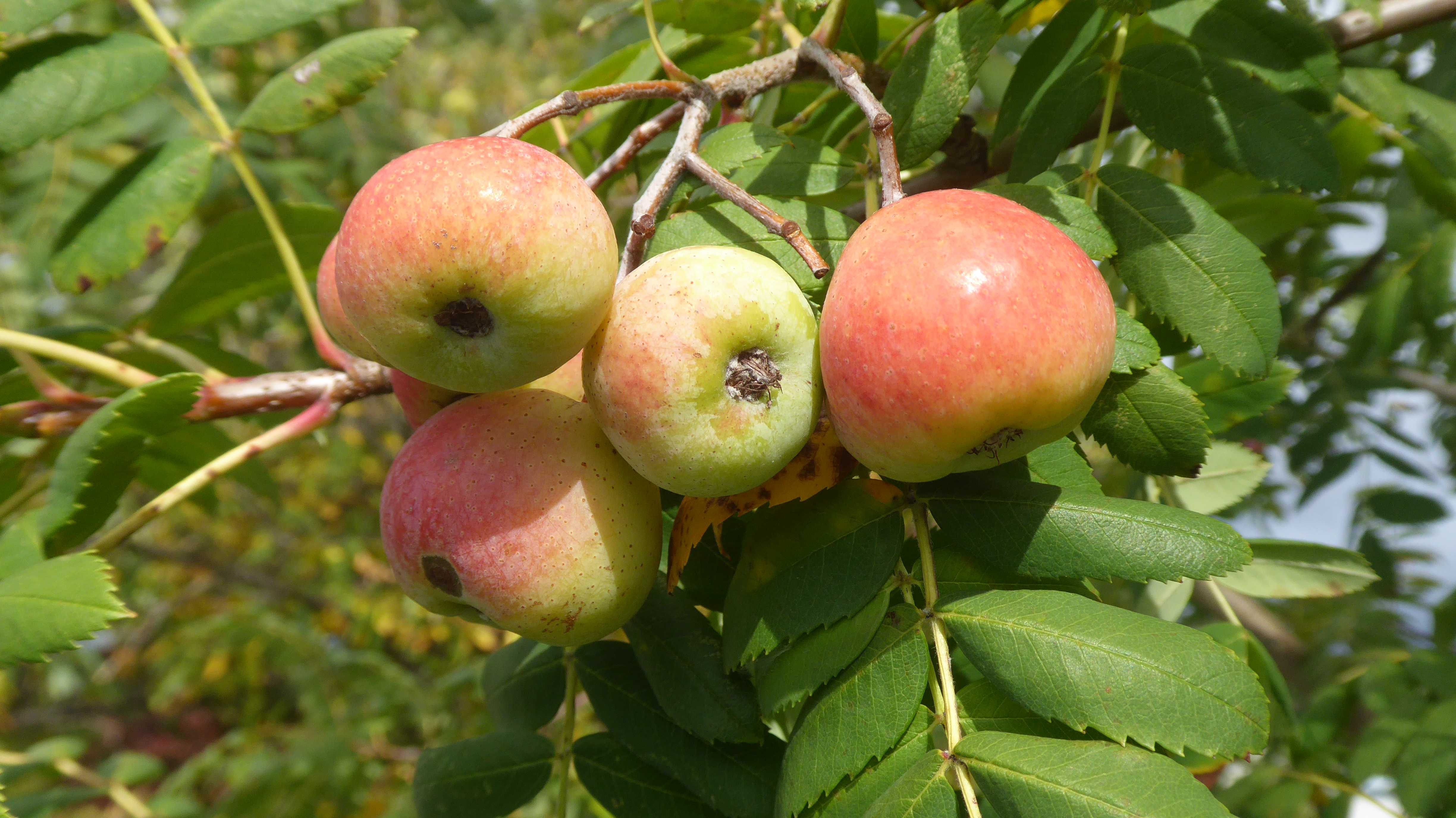 Apfelfrüchte des Speierlings