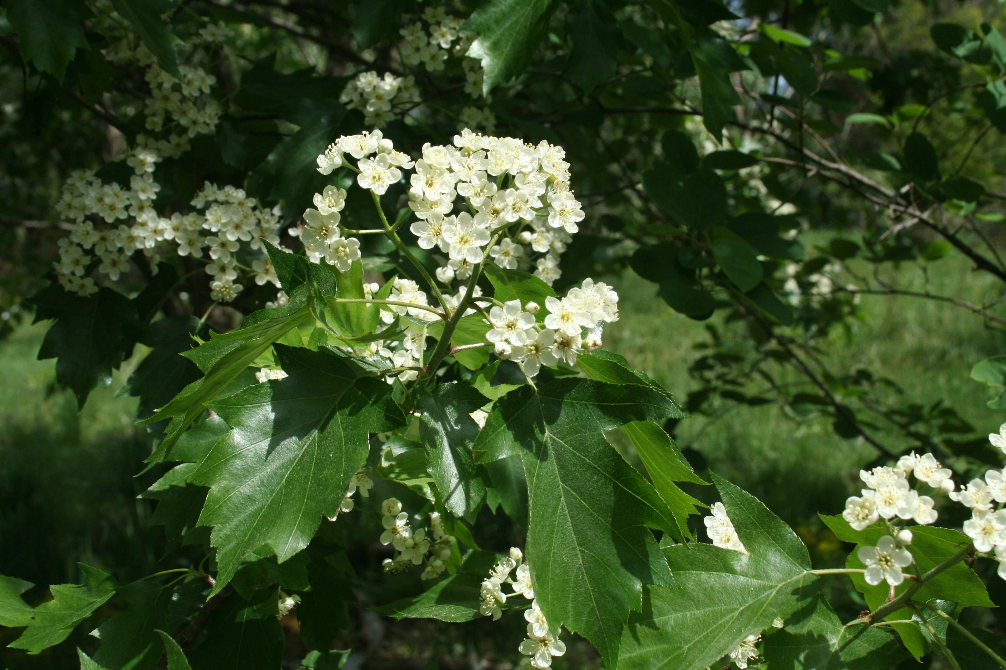 Die weißen Blüten Elsbeere